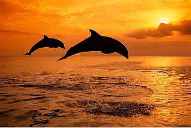 免费动作游戏《猎人竞技场：革命》公布 7月18日开启CBT测试